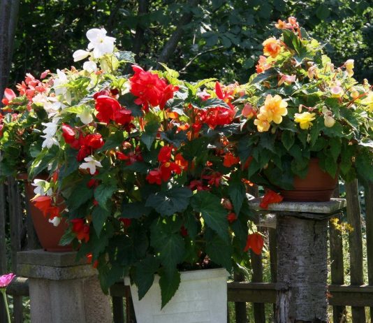 Лучшие гибриды клубневых бегоний — мой личный хит-парад