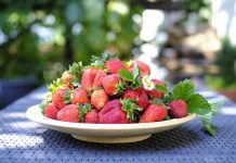 Моя сладкая земляника — лесная и садовая