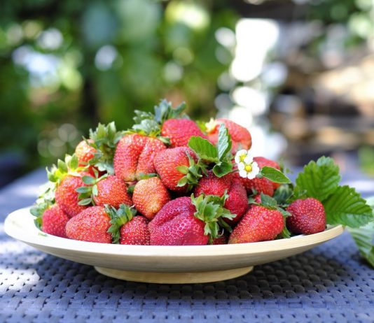 Моя сладкая земляника — лесная и садовая - Ягодник Моя сладкая земляника — лесная и садовая