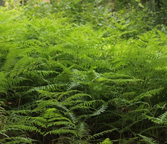 Папоротник орляк — любоваться или съесть?