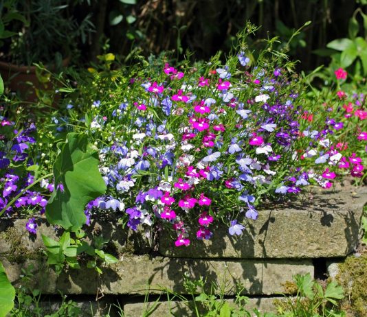 Севооборот для однолетних цветов