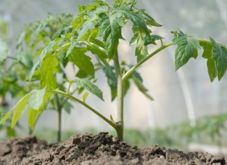 Комплексный уход за овощными культурами подразумевает не только выбор лучшего сорта, но и уход за почвой