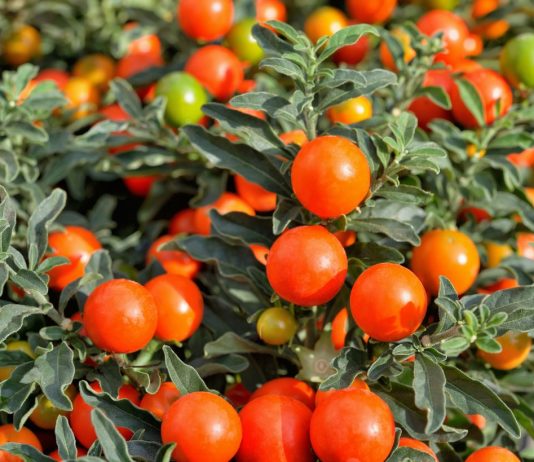 Соланум — яркий и необычный комнатный паслен