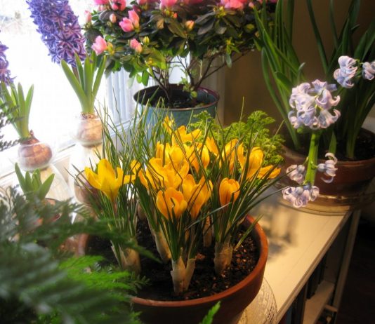 Сроки и правила выгонки луковичных - Комнатные растения Сроки и правила выгонки луковичных