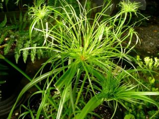Папирус (Cyperus papyrus)