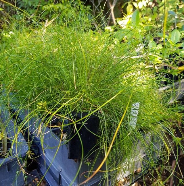 Циперус изящный (Cyperus gracilis)