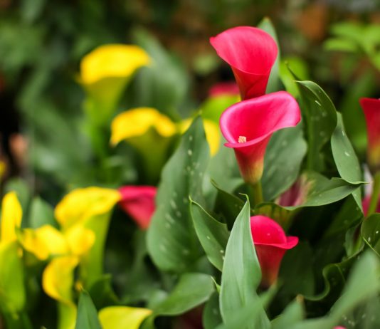 Зантедеския — прекрасная, но требовательная комнатная калла