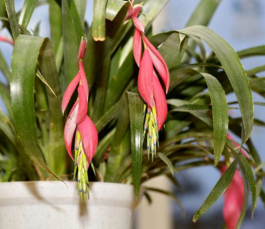 10 простых правил выращивания бильбергии