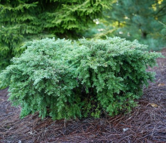 5 необычных хвойных растений для средней полосы - Цветник и ландшафт 5 необычных хвойных растений для средней полосы