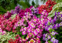 5 необычных летников, которые я выращивала из семян в прошлом году
