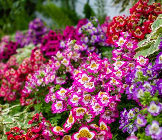 5 необычных летников, которые я выращивала из семян в прошлом году - Редкие и необычные 5 необычных летников, которые я выращивала из семян в прошлом году