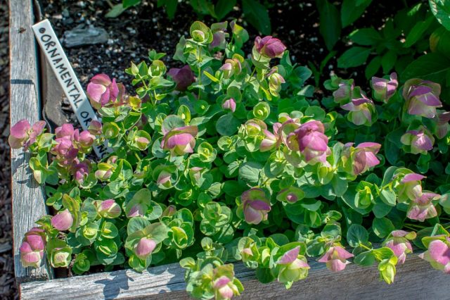 Орегано декоративное «Киригами» (Origanum 'Kirigami')