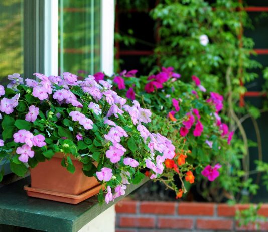 5 ошибок в уходе за комнатным бальзамином