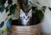 6 главных вещей, которые должны знать хозяева маленького котенка