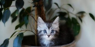 6 главных вещей, которые должны знать хозяева маленького котенка