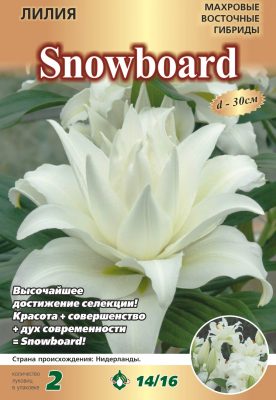 Лилия «Сноуборд» Лилия «Сноуборд»