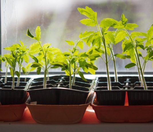 Как избежать вытягивания рассады томатов?