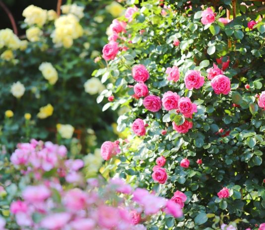 Каждая хозяйка стремится создать роскошный розарий своими руками на участке возле дома