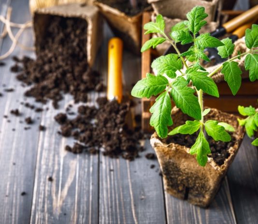 Выращивание рассады различных культур имеет свои тонкости и нюансы