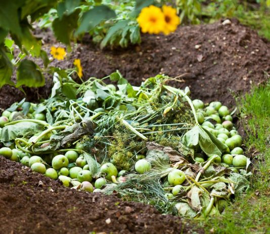 Что можно и нельзя класть в компост? - Цветник и ландшафт Что можно и нельзя класть в компост?