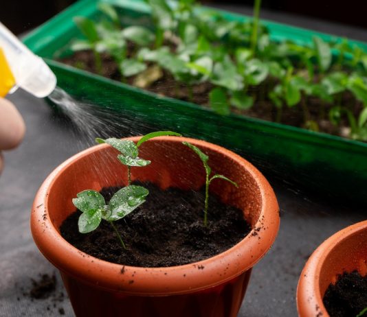 Как правильно поливать рассаду? - Цветник и ландшафт Как правильно поливать рассаду?