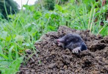 Как я боролась с кротом, пока с ним не подружилась