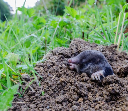 Как я боролась с кротом, пока с ним не подружилась