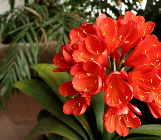 Кливия — комнатная долгожительница среди красивоцветущих