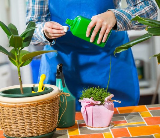 Когда и чем начинать подкармливать комнатные растения весной?