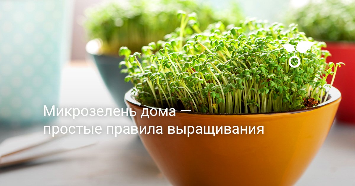 Микрозелень дома — простые правила выращивания