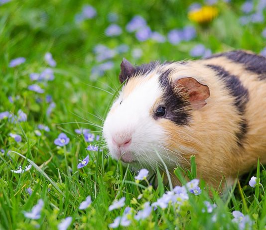 Морские свинки — всё о содержании и разведении