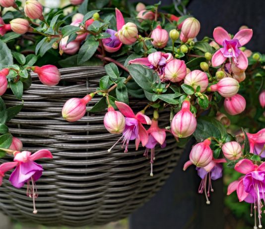 Почему не цветет фуксия?