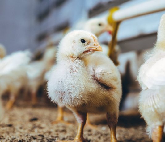 Как за два месяца из цыпленка вырастить бройлера на 3-4 кг?