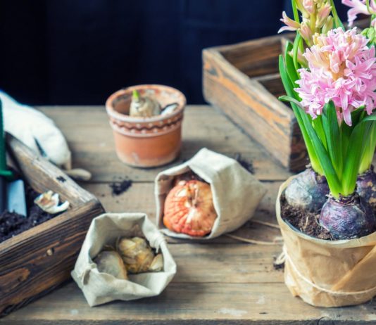 Секреты успешной выгонки гиацинтов в домашних условиях - Комнатные растения Секреты успешной выгонки гиацинтов в домашних условиях