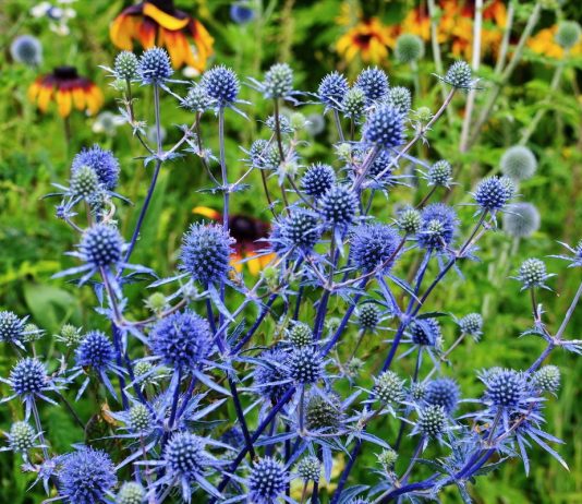 Синеголовник, или «чертогон» — модная колючка в саду - Цветник и ландшафт Синеголовник, или «чертогон» — модная колючка в саду