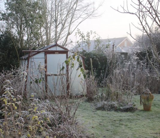 Тёплая зима — чем грозит садоводу?