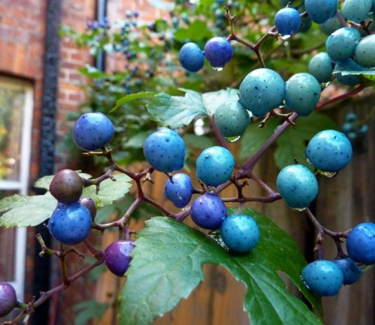 Виноградовник железистый в средней полосе — мой опыт выращивания