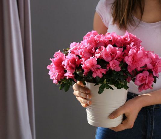 10 лучших комнатных растений для подарка