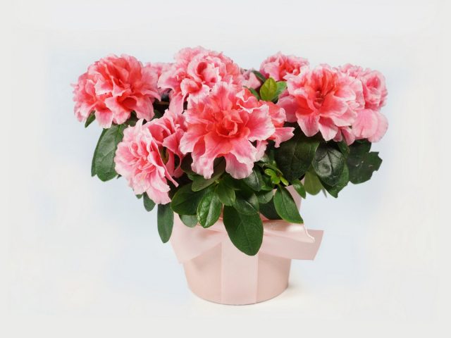 Рододендрон (Rhododendron)