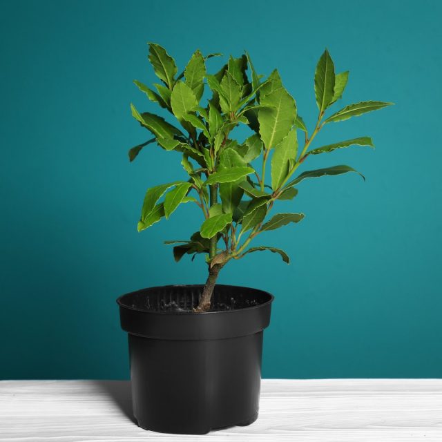 Лавр благородный (Laurus nobilis)