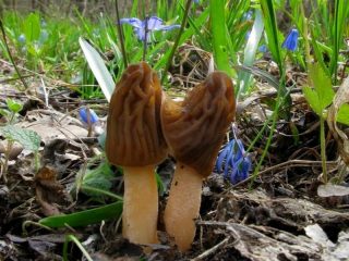 Сморчковая шапочка (Verpa bohemica) Сморчковая шапочка (Verpa bohemica)