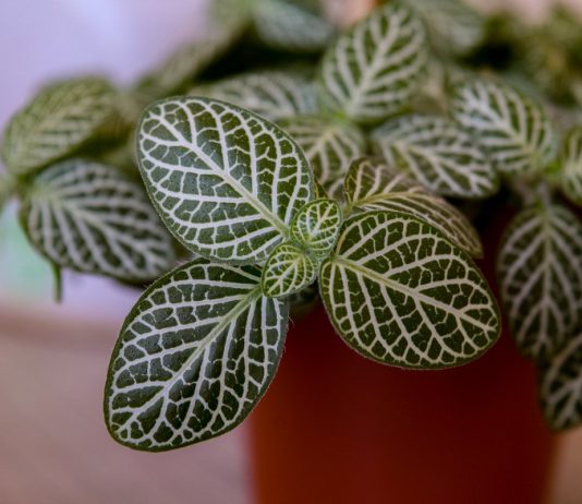 Простые правила ухода за непростыми фиттониями - Редкие и необычные Простые правила ухода за непростыми фиттониями