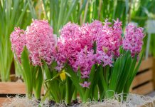 9 самых красивых сортов гиацинтов, которые я выращивала