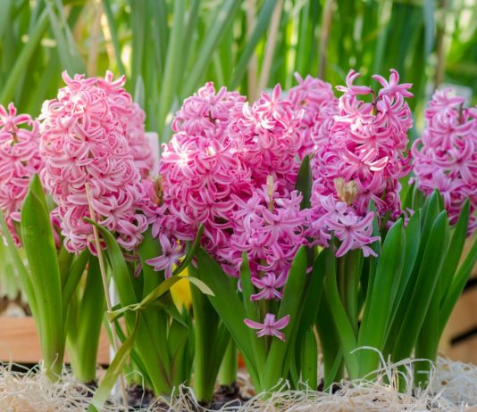 9 самых красивых сортов гиацинтов, которые я выращивала