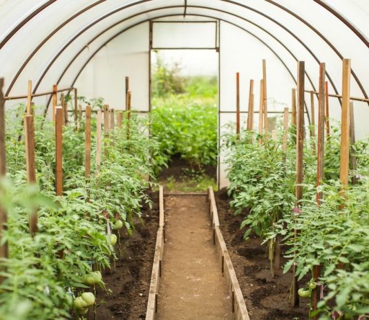 Давно известно, что длительное выращивание овощей в теплице обедняет почву