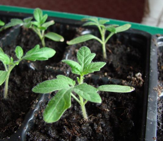 Важно правильно выбрать сорт или гибрид томата для выращивания