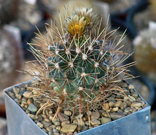 Анцистрокактус — очень колючий, красивоцветущий и редкий