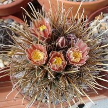Анцистрокактус короткосогнутый (Ancistrocactus brevihamatus)