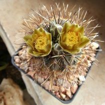 Анцистрокактус Шеера (Ancistrocactus scheeri)