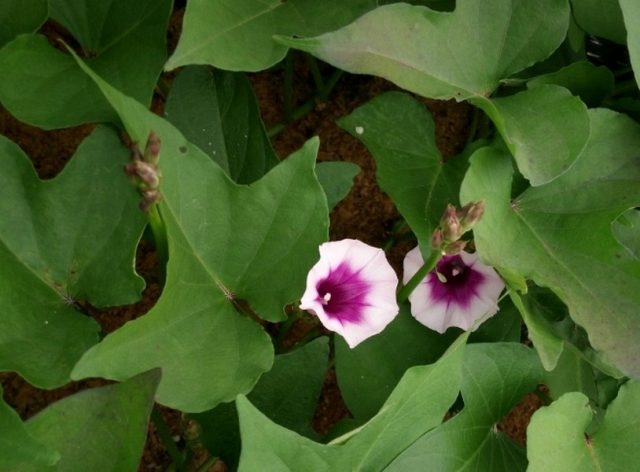 Ипомея батат (Ipomoea batatas)